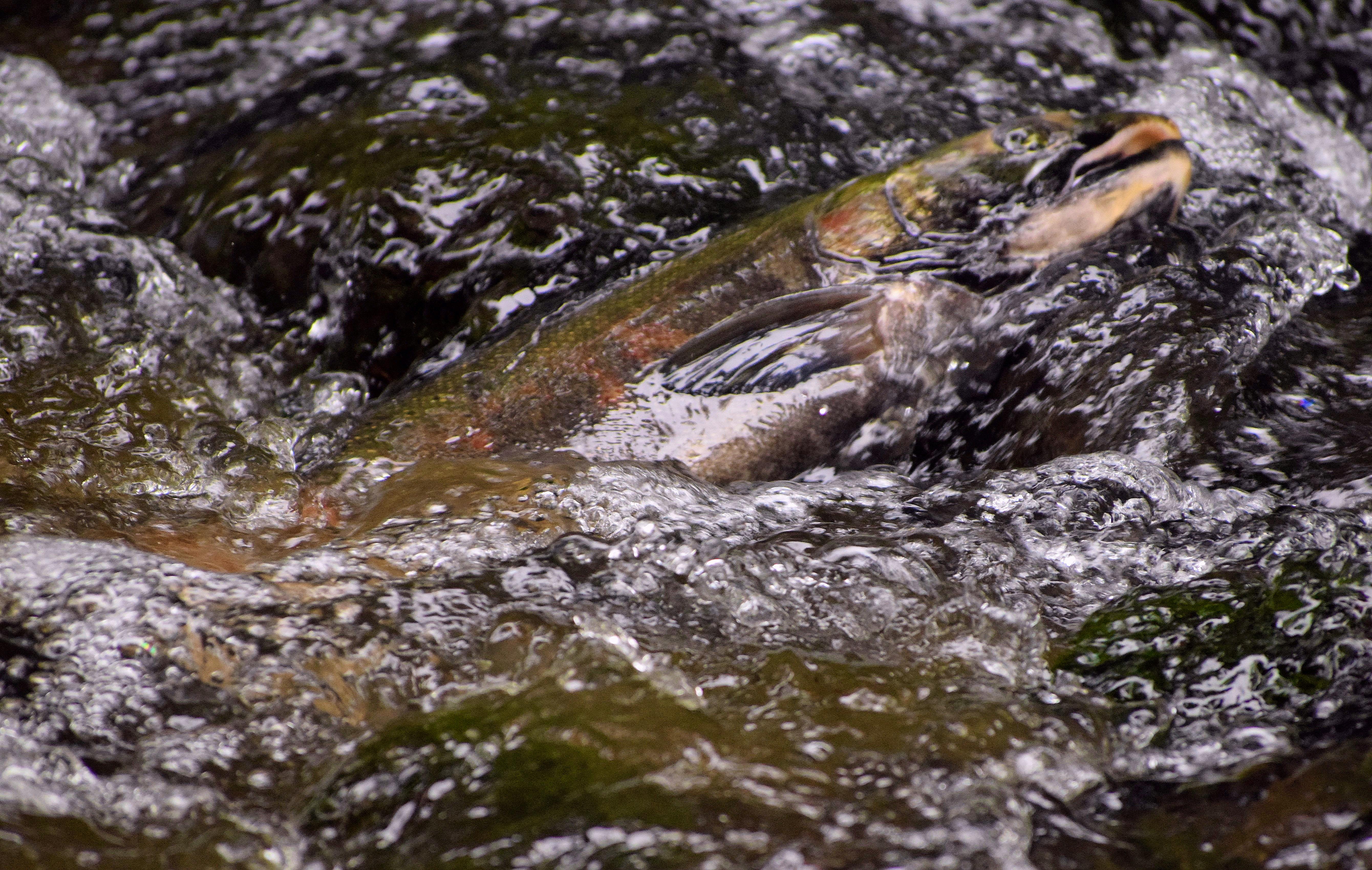 Spawning Coho Salmon - Lagunitas Creek - California - Martha Ture.JPG